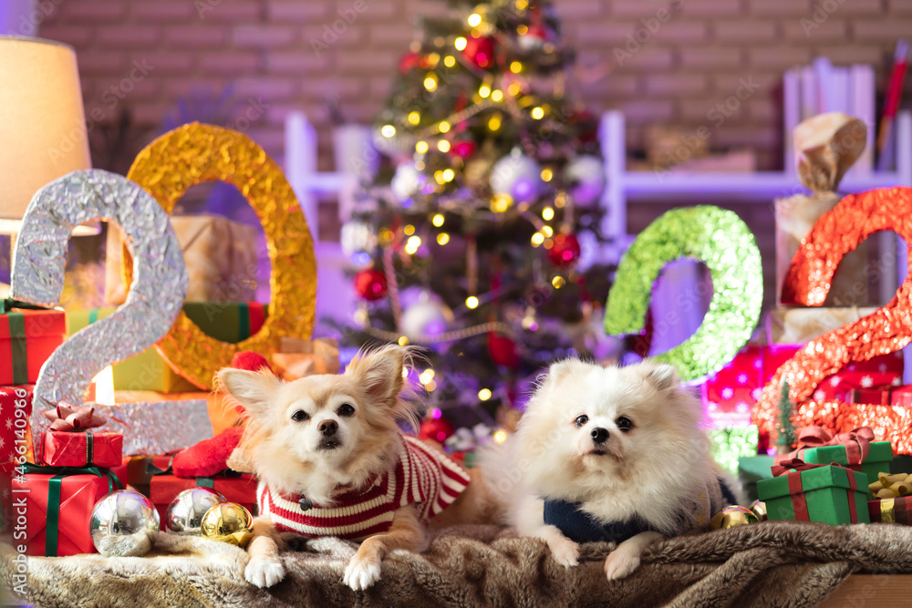 2022 celebrating new year's and christmas eve concept,group shot of lapdog standing with frame arrange of variety of gift presents wrap ribbon boxes and christmas tree light bokeh chihuahua pomeranian