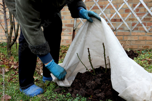 Shelter roses for the winter. Frost protection for garden plants. Autumn garden work. Gloved hands