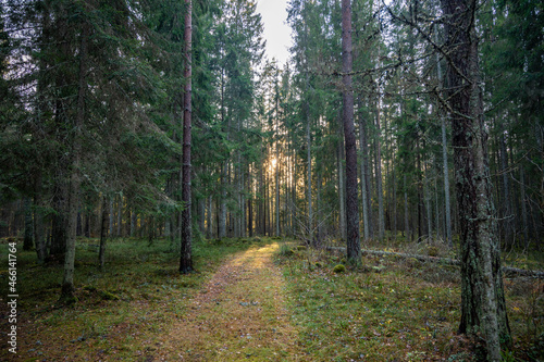 Sunlight in forest