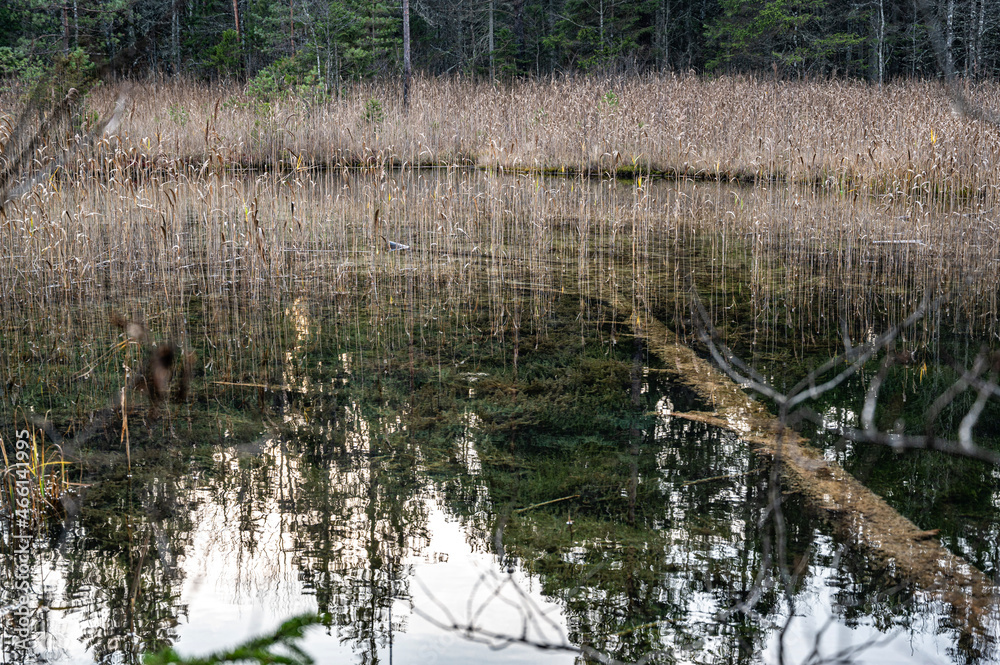 Obraz premium Reflection on pond