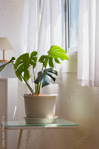 Monstera deliciosa in simple living room. Nature light background.
