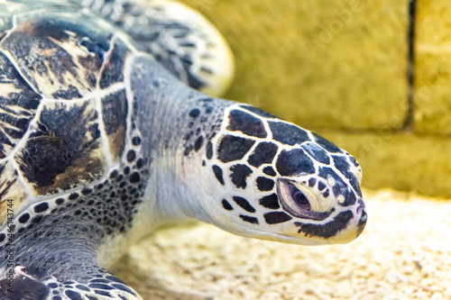 Sad turtle in the zoo aquarium. Animals in captivity. photo