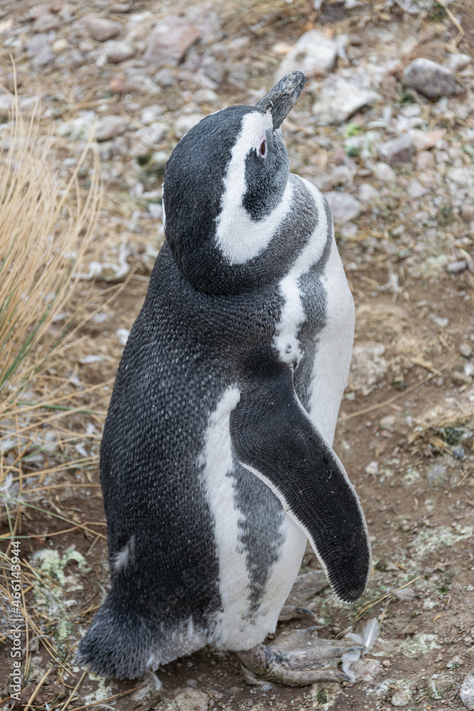 Fototapeta premium pingüino