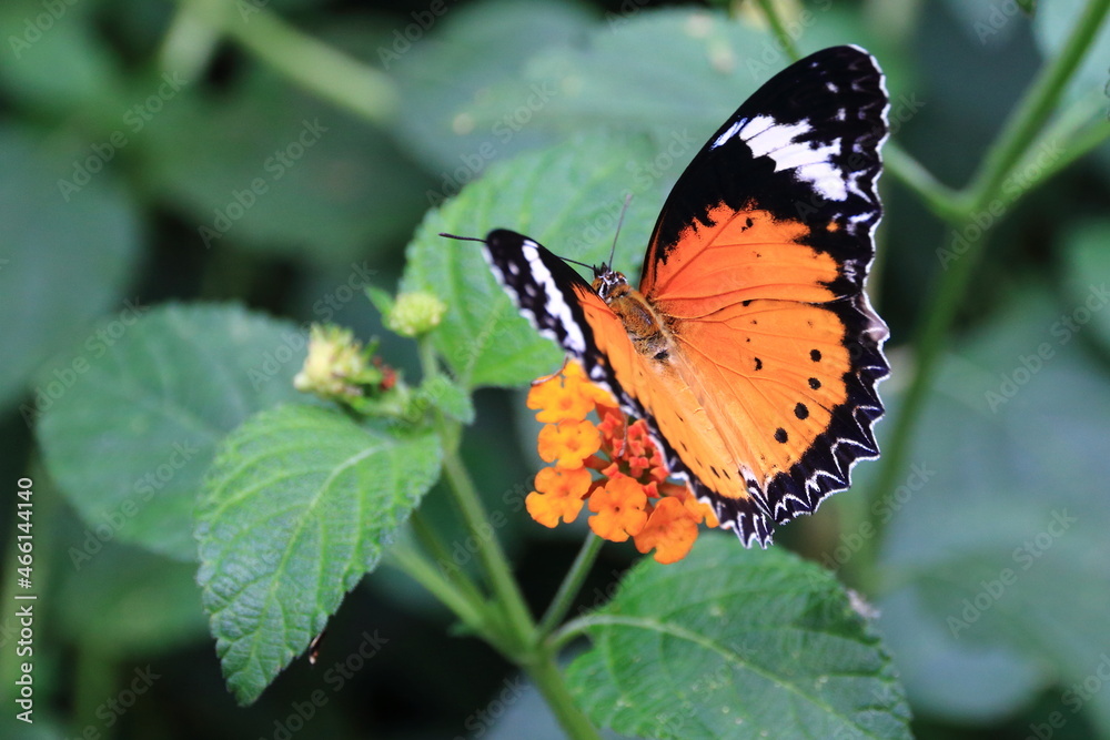 Papillon orange et noir Papillon orange et noir