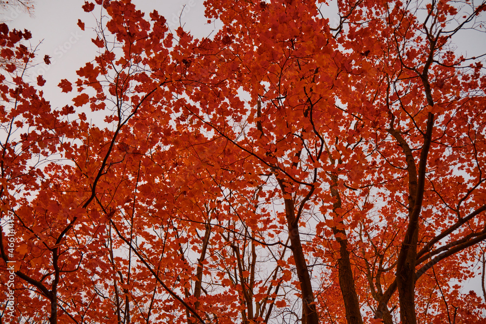 leafs on tree have changed colour in autumn (fall) leafs on tree have changed colour in autumn (fall)