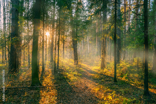 Fototapeta Naklejka Na Ścianę i Meble -  Path in autumn forest at dusk