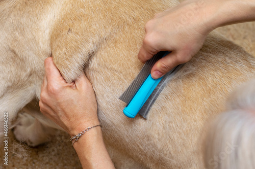 Animal molting. Combing wool. The dog is combed from the fur.