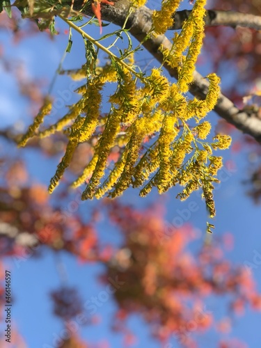 autumn leaves against sky