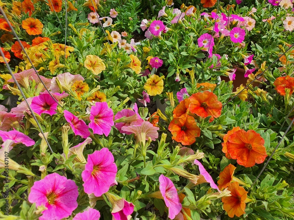 Petunia hybrida or Petunia is native to South America. The flowers are funnel-shaped. There are either single flowers or double flowers with a variety of beautiful colors. Petunia hybrida or Petunia is native to South America. The flowers are funnel-shaped. There are either single flowers or double flowers with a variety of beautiful colors.