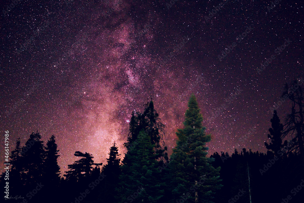 Mesmerizing view of the milky way during the night with forest trees in the foreground