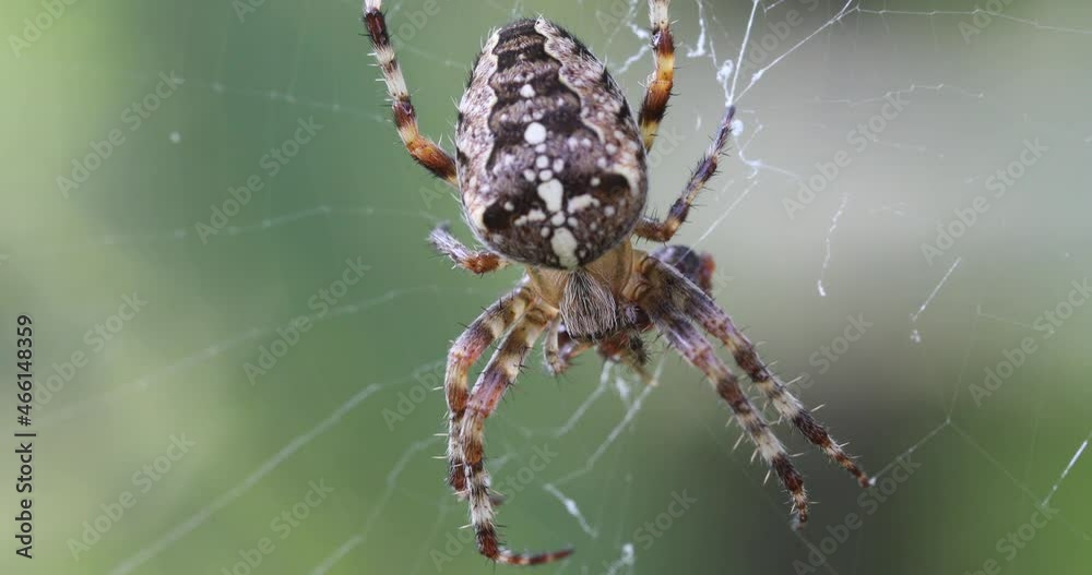 common forest cross spider sitting on web, Araneus diadematus, Europe, Czech Republic wildlife common forest cross spider sitting on web, Araneus diadematus, Europe, Czech Republic wildlife