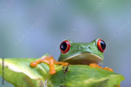 Close up of a red-eyed tree frog