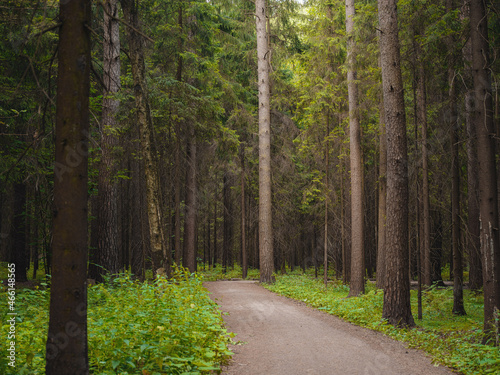 mysterious path in middle of wooden coniferous forrest  surrounded by green bushes leaves and ferns