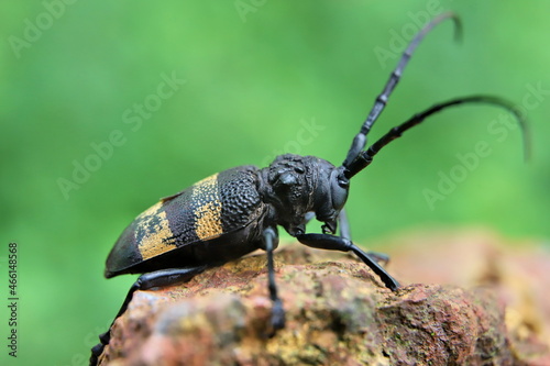 bug on a stone © SuGak