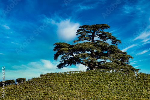 the majesty of the cedar of Lebanon in La Morra, in the Piedmontese Langhe on a warm autumn day during the grape harvest