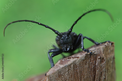 beetle on wood © SuGak