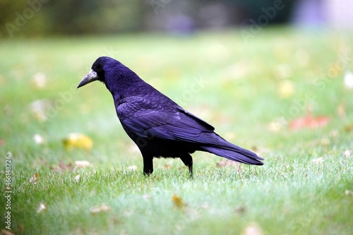 The rook (Corvus frugilegus) is a member of the Corvidae in the passerine order of birds. photo
