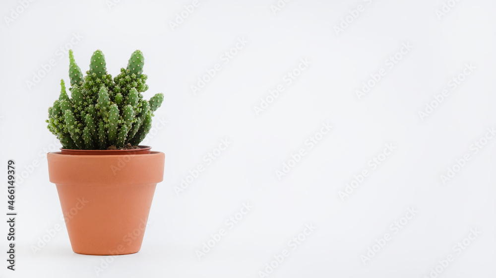 Cactus pot isolated on a white background and brown clay pot, view with copy space for input the text. Designer workspace on the office table, Green Cactus Flower. Cactus pot isolated on a white background and brown clay pot, view with copy space for input the text. Designer workspace on the office table, Green Cactus Flower.