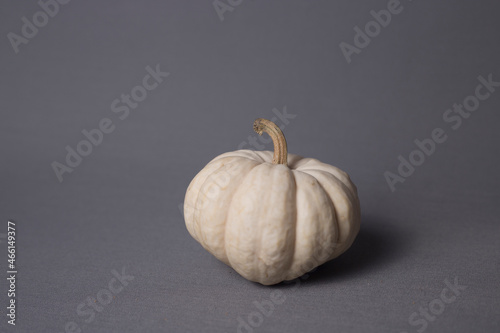 white pumpkin isolated on gray background image contains copy space