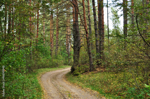 Forest landscape. View of a dirt road in the forest. A bend in the road. Summer day in the forest.