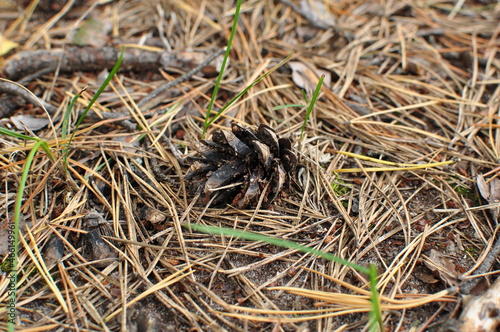 A pine cone is lying on the ground. A cone among dry pine needles.