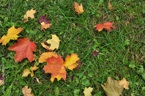 Yellow and red maple leaves on the ground. Autumn background, leaves on the ground.