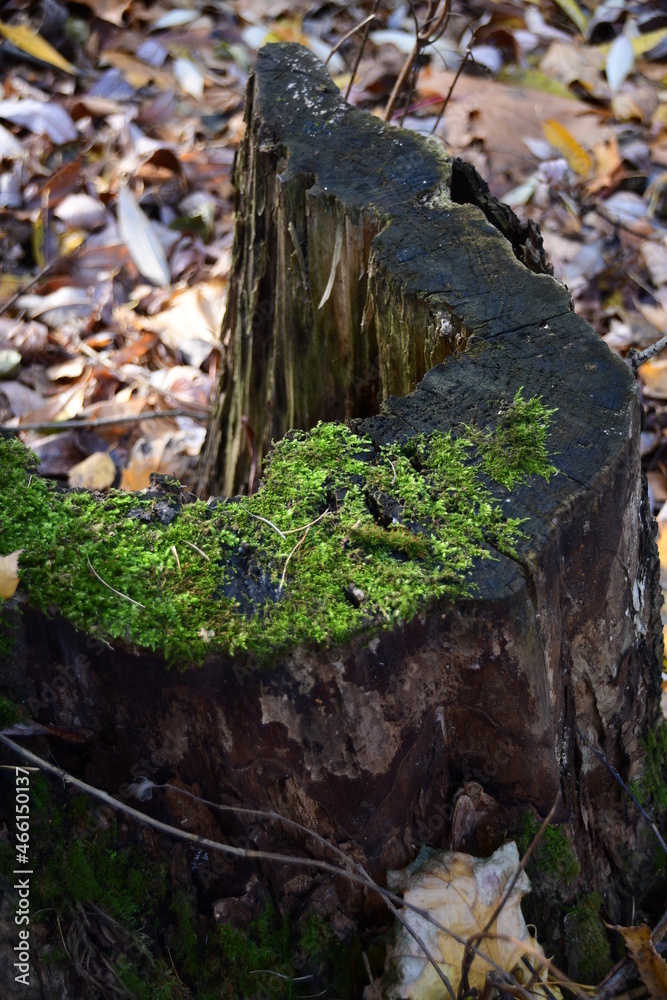 Old tree stump with green moss. Dry fallen leaves on the ground. Background, autumn. Old tree stump with green moss. Dry fallen leaves on the ground. Background, autumn.