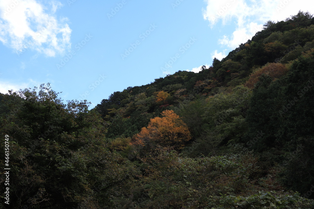紅葉 紅葉