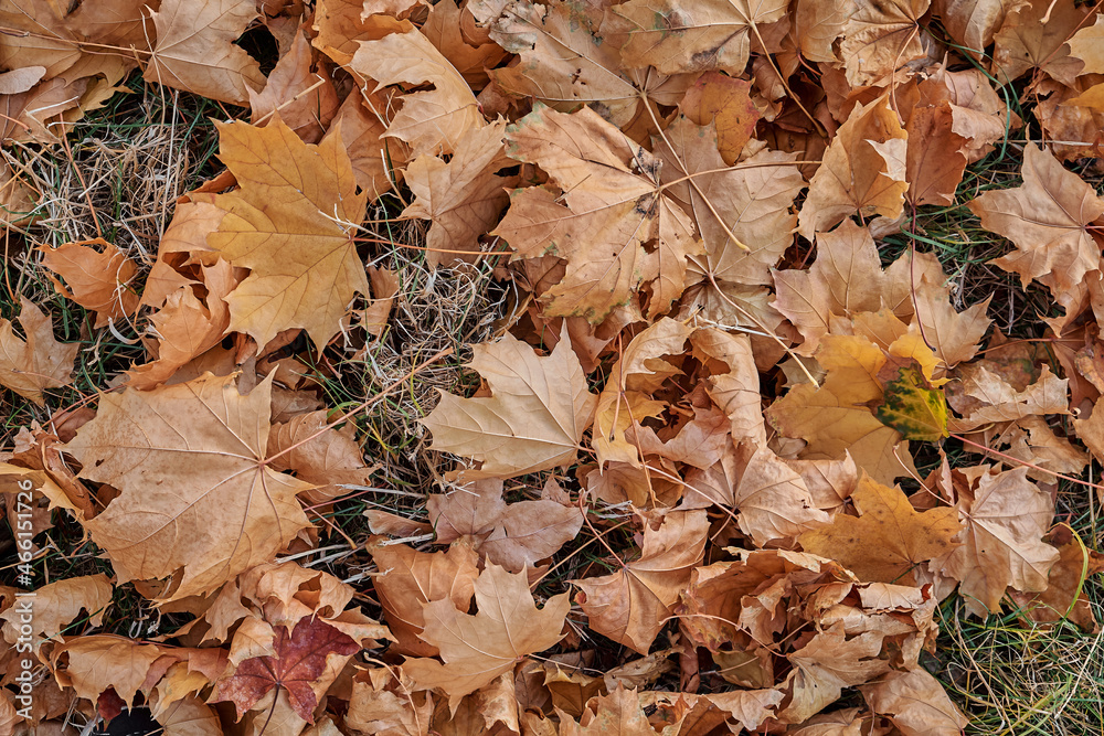 Fallen maple leaves on the ground. Autumn colors. Fall foliage. Autumn around world. Fall vibes. Horizontal photography.