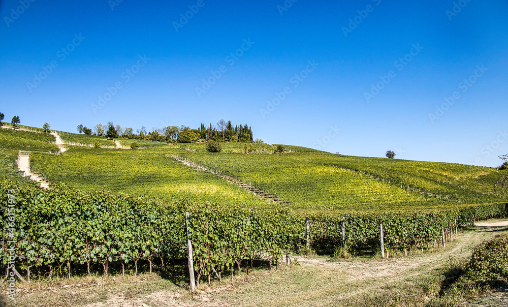 Landscapes of the Piedmontese Langhe with its vines in autumn, during the grape harvest