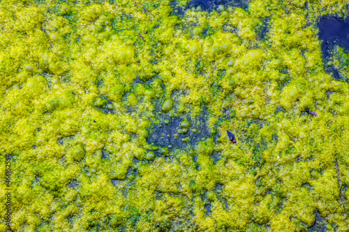 Canvastavla Blue Green Algae - Cyanobacteria & silt field texture on a lake