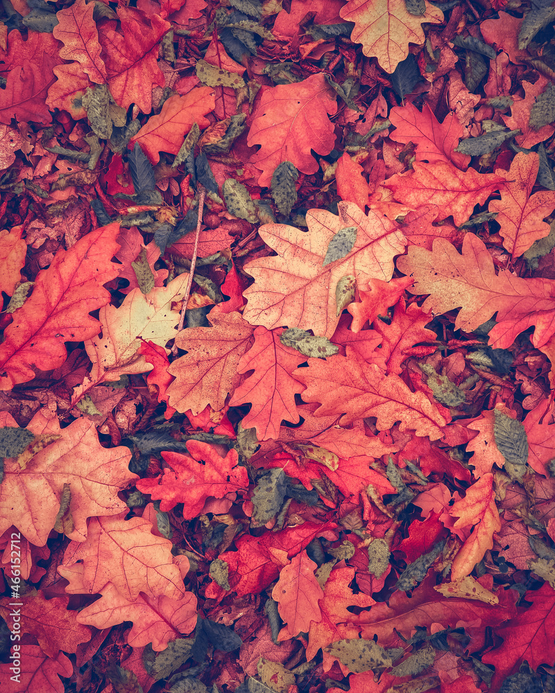 Fototapeta premium Autumn background. Fall wallpaper. Autumn leaves
