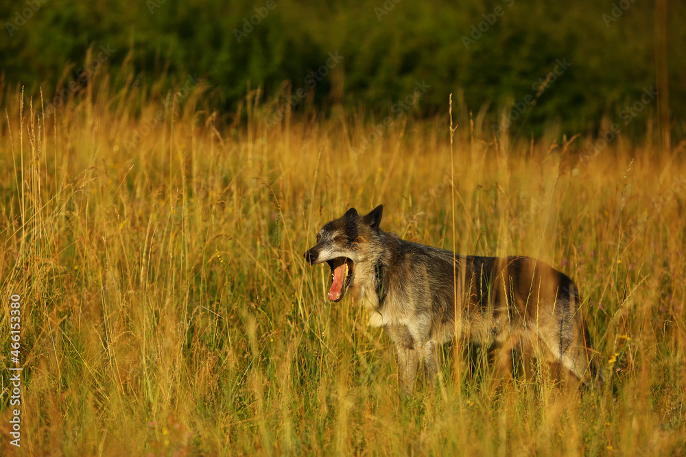 A north american wolf (Canis lupus) staying in the dry grass in front of the forest. A north american wolf (Canis lupus) staying in the dry grass in front of the forest.