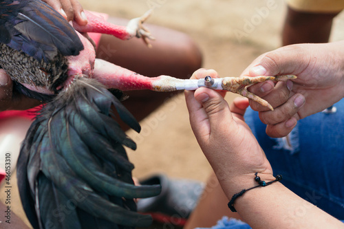 Preparing to fight the fierce fighting cock. Latin American sport.