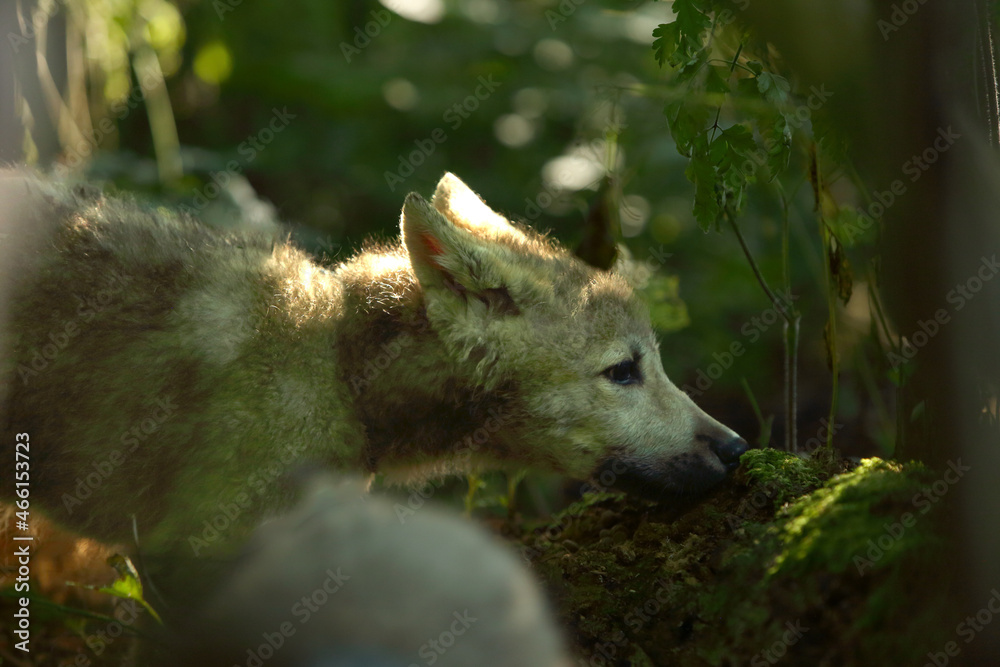 The north american wolfs puppy (Canis lupus) staying in the forest. The north american wolfs puppy (Canis lupus) staying in the forest.