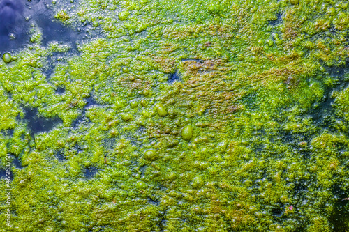 Vászonkép Blue Green Algae - Cyanobacteria texture on a lake