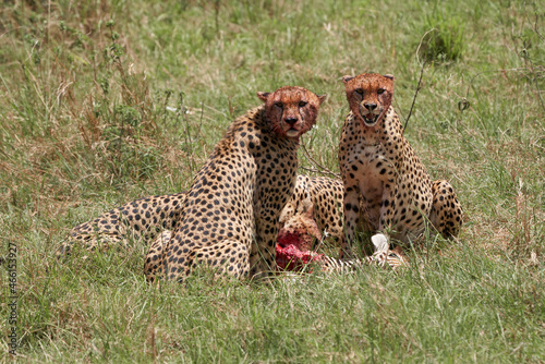 Two cheetahs stare at any movement while their other two friends devour the prey of the poor zebra they have hunted in the Masai Mara Nature Reserve, Kenya