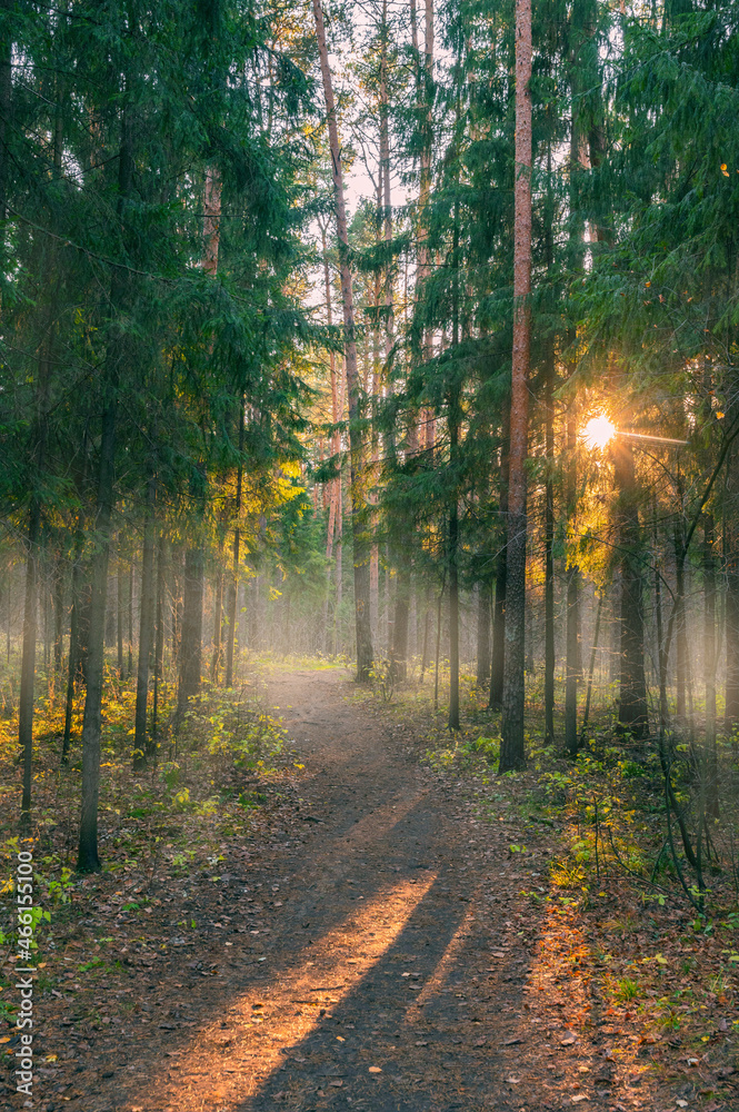 Obraz premium Path in autumn forest at dusk