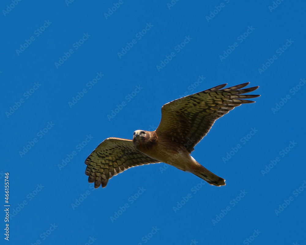 Northern Harrier Hawk flying in a bright blue sky. Captured in Whitby, ON.