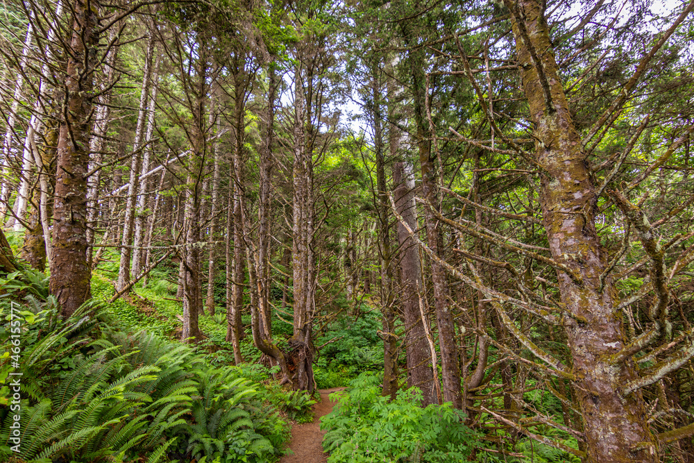 A path in the thick spruce forest. Ecola point to crescent beach trail. Ecola State Park - Oregon, USA A path in the thick spruce forest. Ecola point to crescent beach trail. Ecola State Park - Oregon, USA