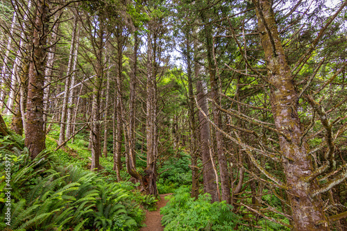 A path in the thick spruce forest. Ecola point to crescent beach trail. Ecola State Park - Oregon, USA © khomlyak