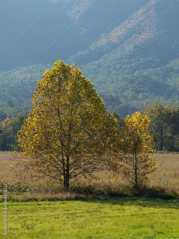 Isolated Autumn Tree in Pasture Isolated Autumn Tree in Pasture