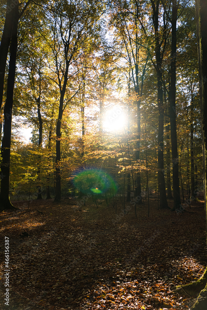 Fototapeta premium Light mood in autumn in a deciduous forest.