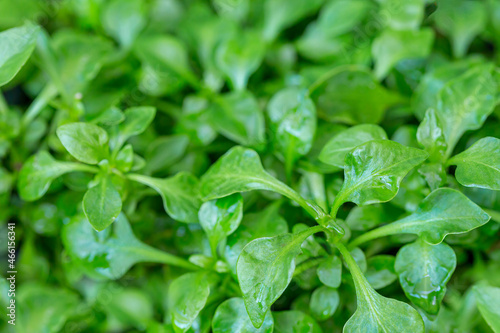 Fresh watercress salad, Watercress growing in the vegetable garden plant green leaf background.