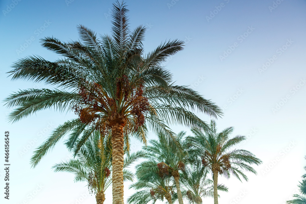 Landscape of date palms against the background of the evening cloudless sky.