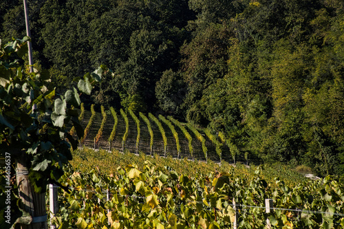 expanse of vineyards in the Piedmontese Langhe with the bright colors of autumn, during the harvest