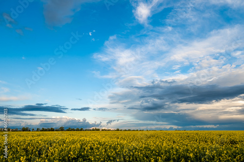 A picturesque sunset over a field of rapeseed. Gray sky and rain clouds at sunset.
