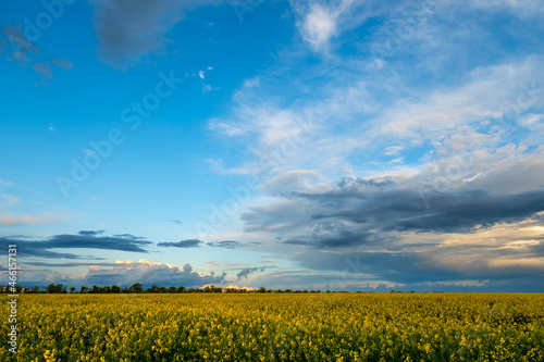 A picturesque sunset over a field of rapeseed. Gray sky and rain clouds at sunset.