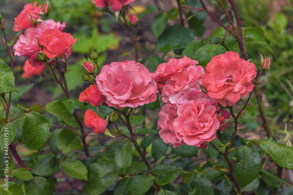 Rose Herfordia. Selected sorts of exquisite roses for parks, gardens. Landscape design park concept