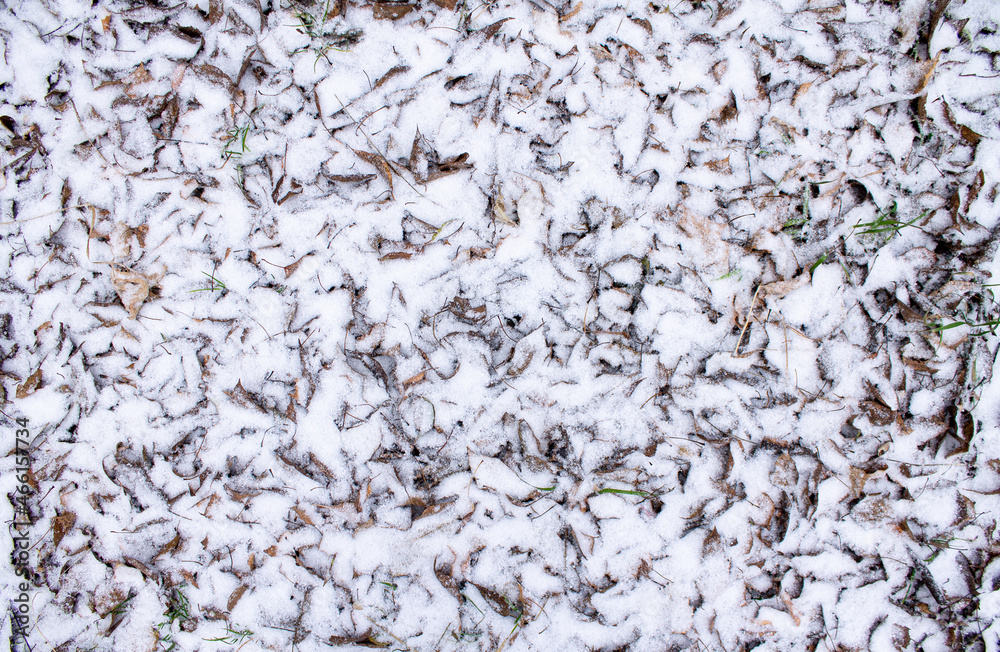 dry foliage on snow, winter background dry foliage on snow, winter background